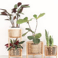 Tiered Plant Stand in Bamboo and Cane in Natural Rattan